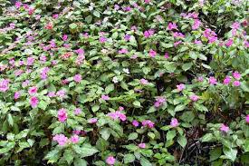 Image result for Impatiens walleriana