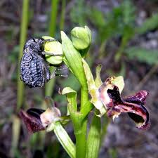 Image result for Brachycerus undatus