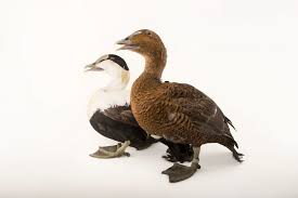 Attēlu rezultāti vaicājumam “Somateria mollissima male”