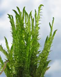 Attēlu rezultāti vaicājumam “Warnstorfia exannulata”