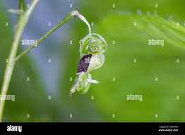 Attēlu rezultāti vaicājumam “Impatiens parviflora fruit”