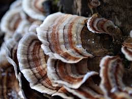 Attēlu rezultāti vaicājumam “Trametes versicolor”