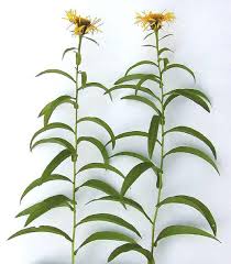 Attēlu rezultāti vaicājumam “Inula salicina”