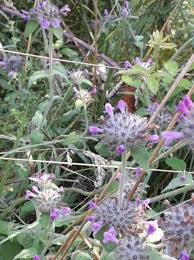 Attēlu rezultāti vaicājumam “Clinopodium vulgare flower”