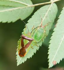 Attēlu rezultāti vaicājumam “Acanthosoma haemorrhoidale”