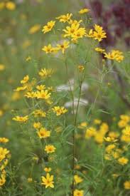 Attēlu rezultāti vaicājumam “Bidens frondosa flower”