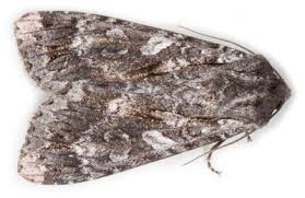 Attēlu rezultāti vaicājumam “Eurois occulta”