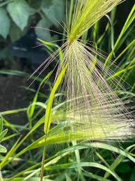 Attēlu rezultāti vaicājumam “Hordeum jubatum”