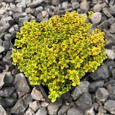 Attēlu rezultāti vaicājumam “Thymus pulegioides leaf”