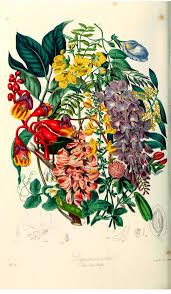 Attēlu rezultāti vaicājumam “Leguminosae”