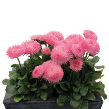 Image result for Bellis perennis