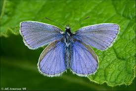 Attēlu rezultāti vaicājumam “Polyommatus icarus male”