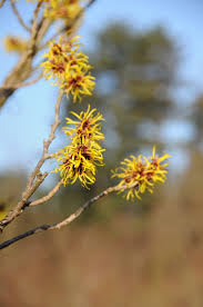 Attēlu rezultāti vaicājumam “Hamamelis mollis”
