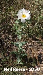 Attēlu rezultāti vaicājumam “Papaveraceae”