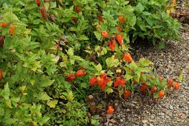 Attēlu rezultāti vaicājumam “Physalis alkekengi”