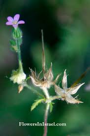 Attēlu rezultāti vaicājumam “Geranium robertianum fruit”