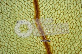 Attēlu rezultāti vaicājumam “Mnium”