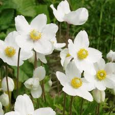 Attēlu rezultāti vaicājumam “Anemone sylvestris leaf”