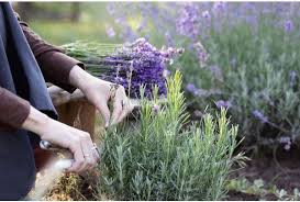 Image result for Lavendel