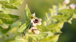 Image result for bilsenkraut