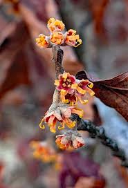 Attēlu rezultāti vaicājumam “Hamamelis vernalis flower”