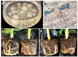 Attēlu rezultāti vaicājumam “Cribraria piriformis spores”