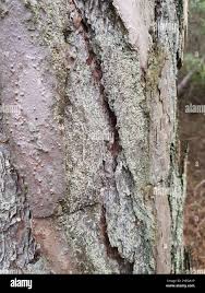 Attēlu rezultāti vaicājumam “Hypocenomyce scalaris”