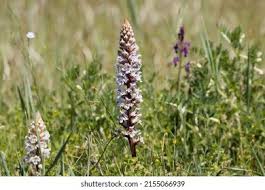 Attēlu rezultāti vaicājumam “Orobanche coerulescens flower”