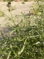 Attēlu rezultāti vaicājumam “Corispermum hyssopifolium”