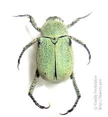 Attēlu rezultāti vaicājumam “Hoplia graminicola”