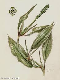 Attēlu rezultāti vaicājumam “Potamogeton lucens”