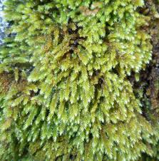 Attēlu rezultāti vaicājumam “Platygyrium repens”