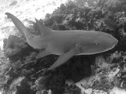 Image result for Ginglymostoma cirratum