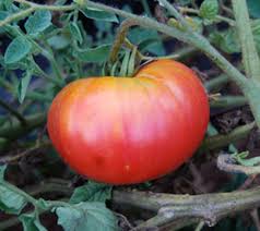 Afbeeldingsresultaat voor northern lights tomato