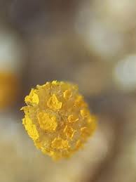 Attēlu rezultāti vaicājumam “Physarum viride macro”