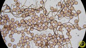 Attēlu rezultāti vaicājumam “Collaria arcyrionema spores”