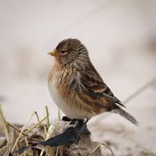 Image result for twite photo