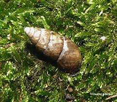 Attēlu rezultāti vaicājumam “Ena montana”