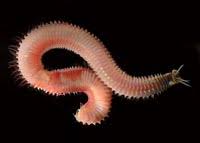 Attēlu rezultāti vaicājumam “Annelides”