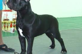 Image result for site:buyreklama.ru/*