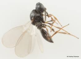 Attēlu rezultāti vaicājumam “Torymidae”