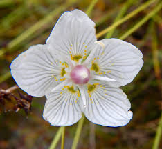 Attēlu rezultāti vaicājumam “Parnassia palustris leaf”