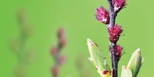 Attēlu rezultāti vaicājumam “Myrica gale male flower”