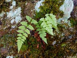 Attēlu rezultāti vaicājumam “Cystopteris fragilis”