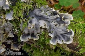 Attēlu rezultāti vaicājumam “Peltigera”