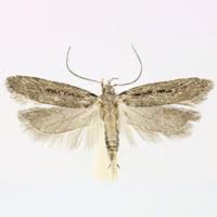 Attēlu rezultāti vaicājumam “Gelechia rhombella”