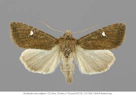 Attēlu rezultāti vaicājumam “Celaena leucostigma”