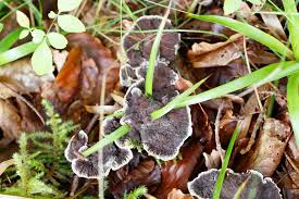 Attēlu rezultāti vaicājumam “Cudoniella clavus”