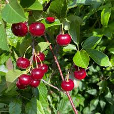 Attēlu rezultāti vaicājumam “Cerasus fruit”