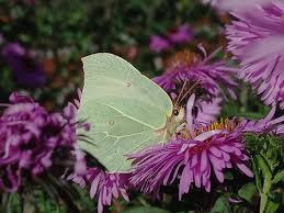 Attēlu rezultāti vaicājumam “Gonepteryx rhamni upperside”